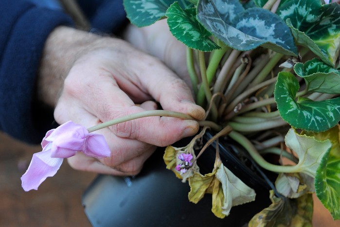 Cyclamen Pruning