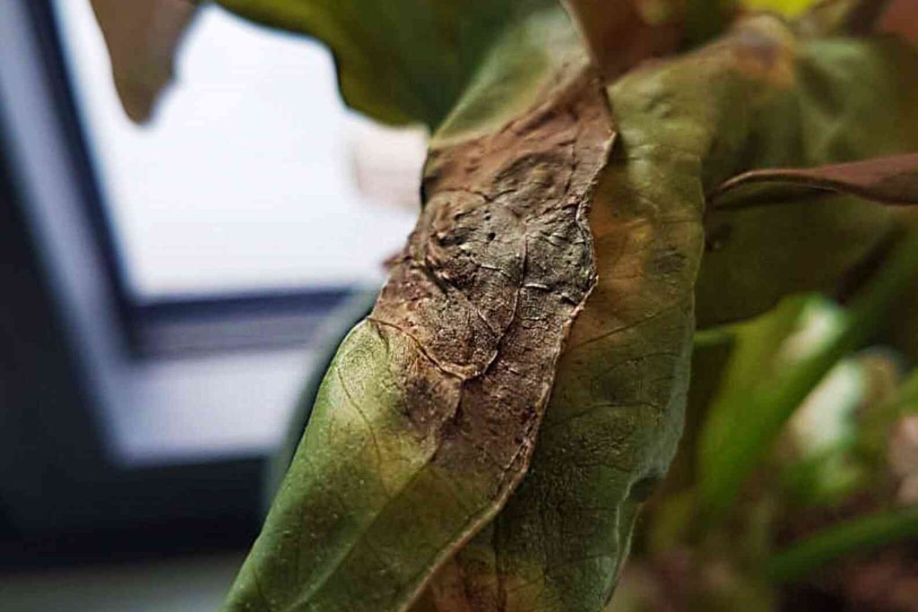 pest infestation