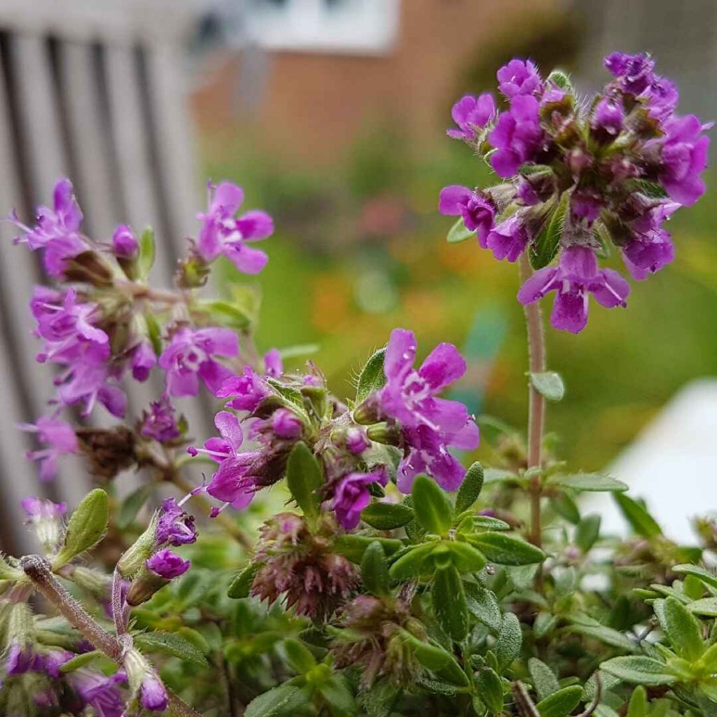 thyme