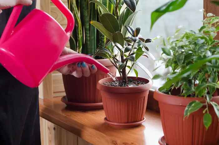 controlled water with a watering can