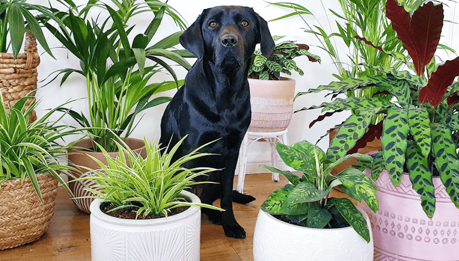 pet friendly plants