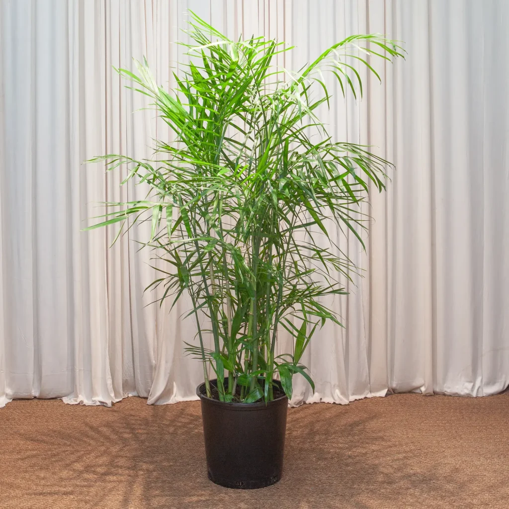 Bamboo Plant