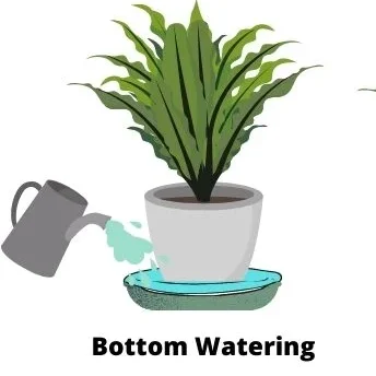 bottom watering method