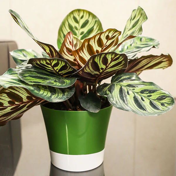 Calathea