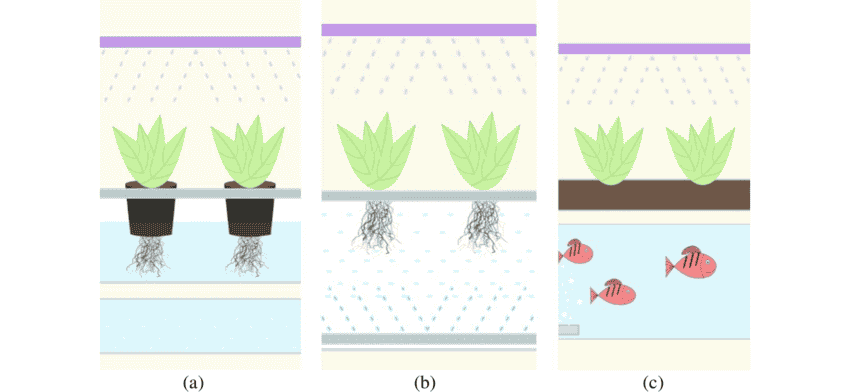 Hydroponics Vs Aeroponics Vs Aquaponics