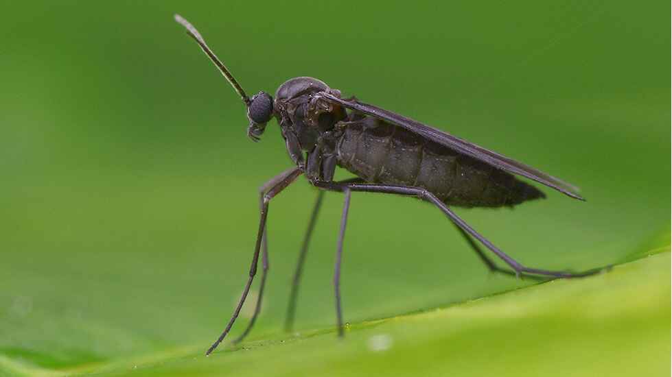 Fungas Gnats