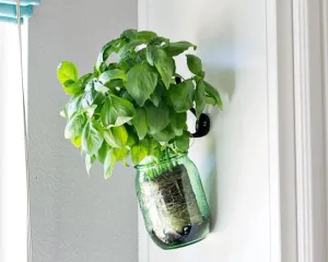 Hanging Herb in Mason Jar