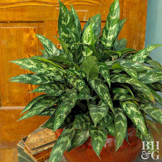 Chinese Evergreen