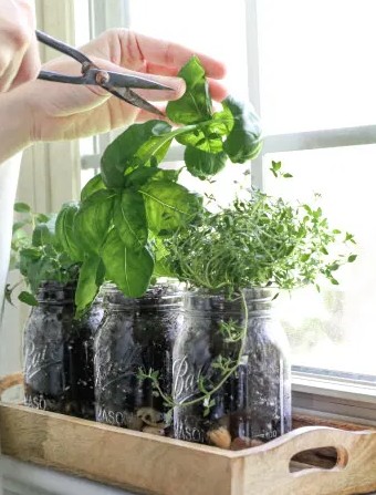 pruning herbs
