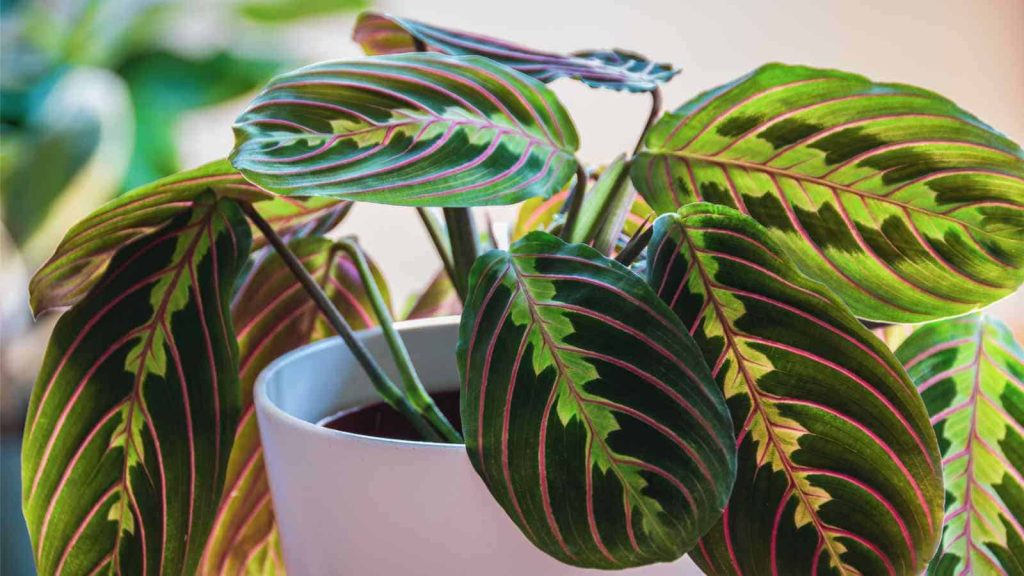 Prayer-Plant