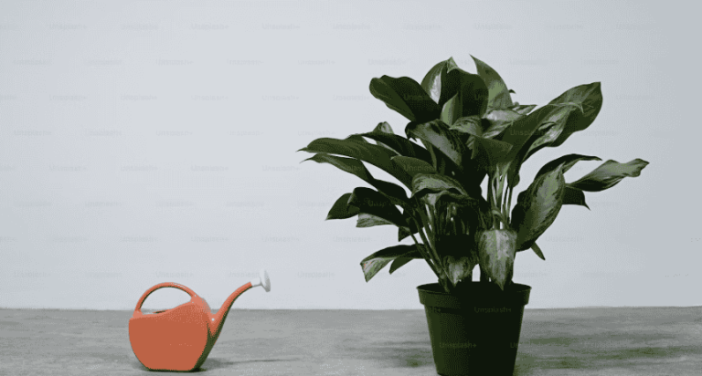watwering indoor plants