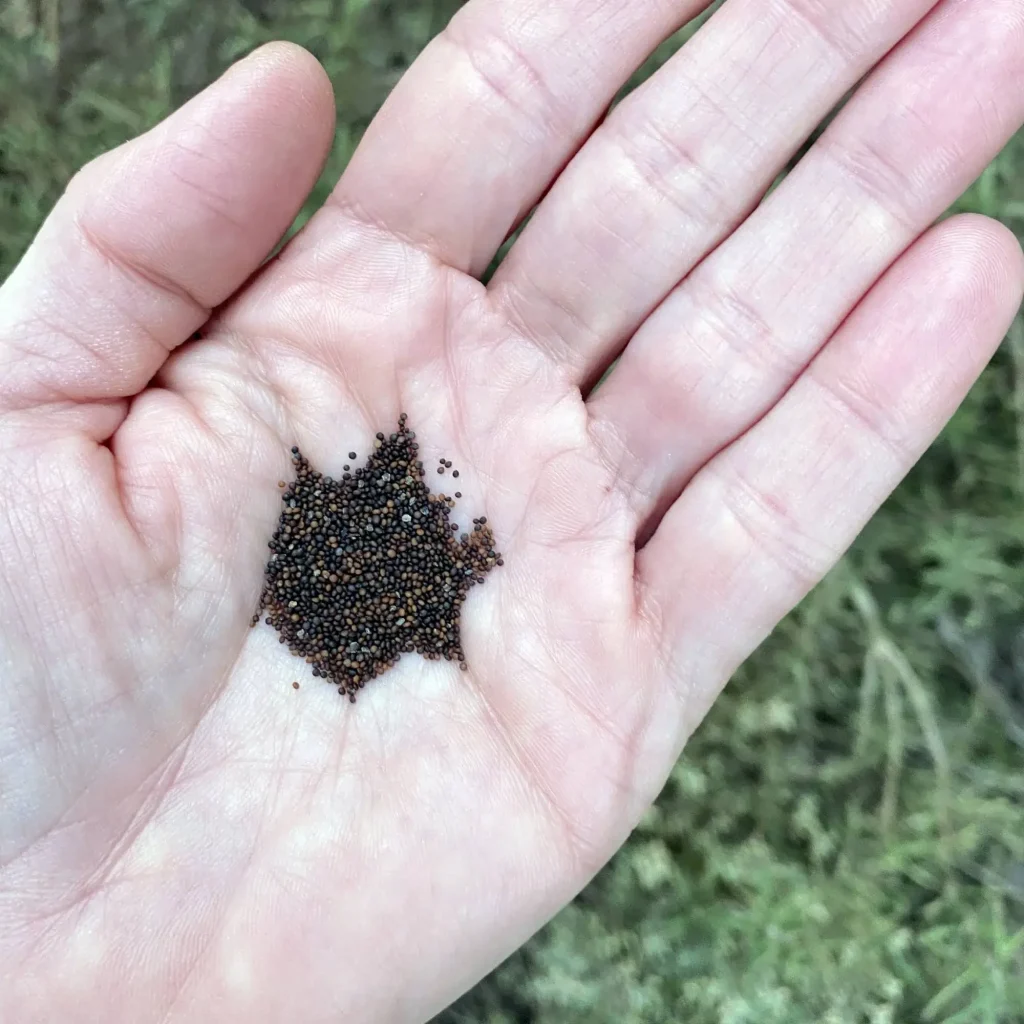 Thyme Seeds