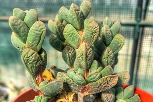 dehydrated succulent sample