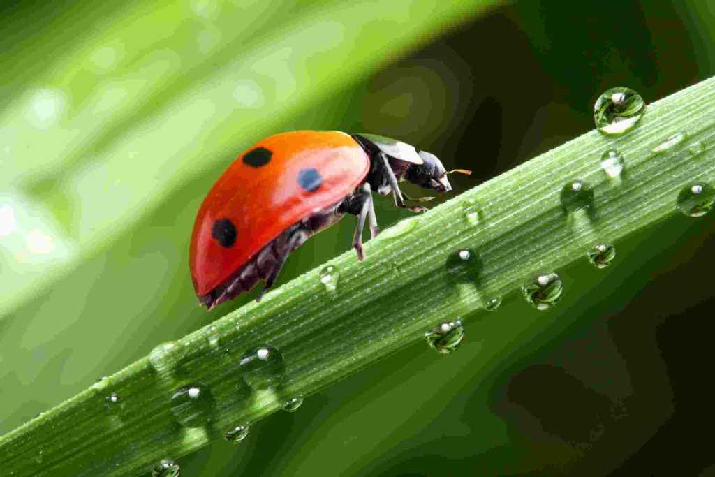 lady bug