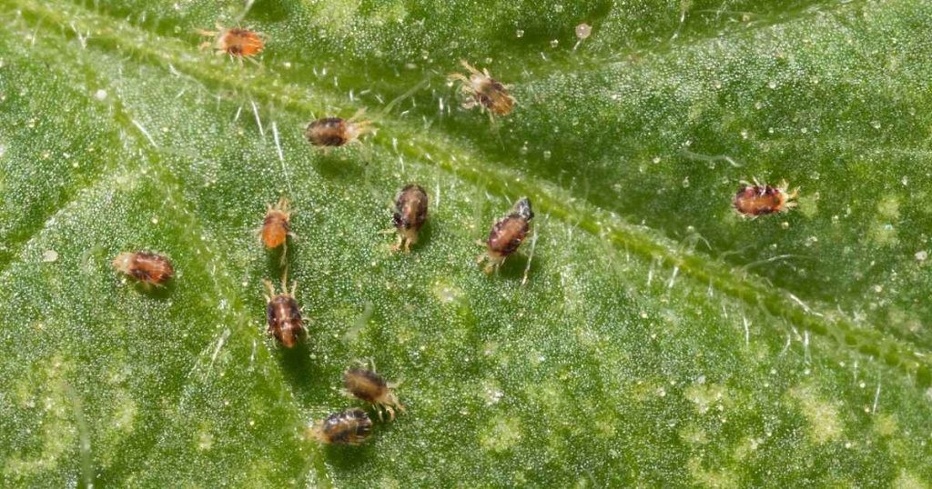 how do you prevent pests on indoor plants?