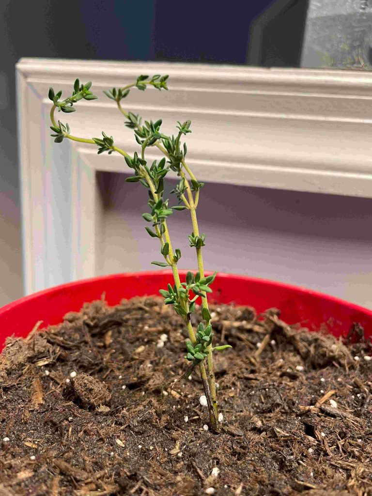 Thyme Cutting
