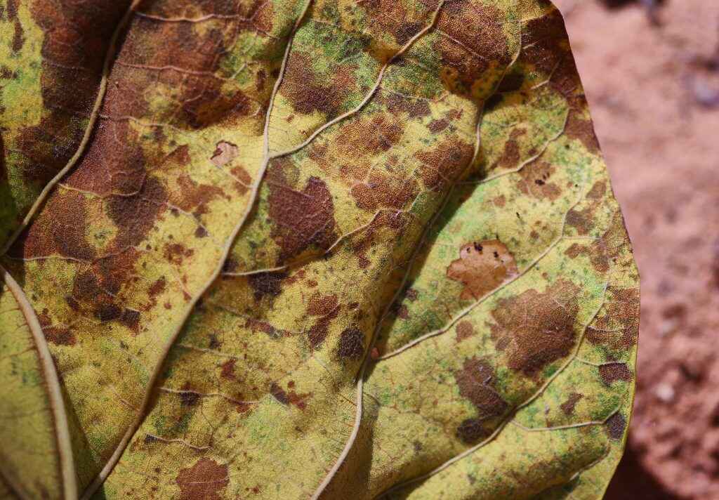 brown spot