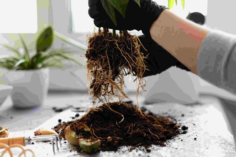 how to repot an indoor plant properly?