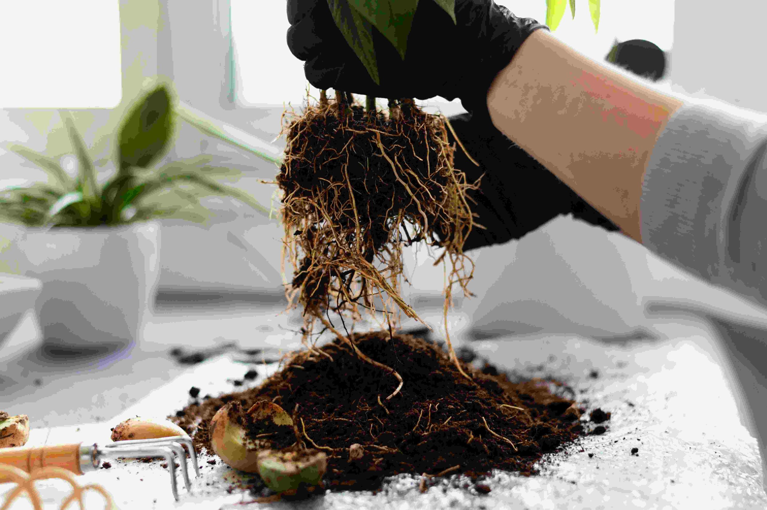 how to repot an indoor plant properly?