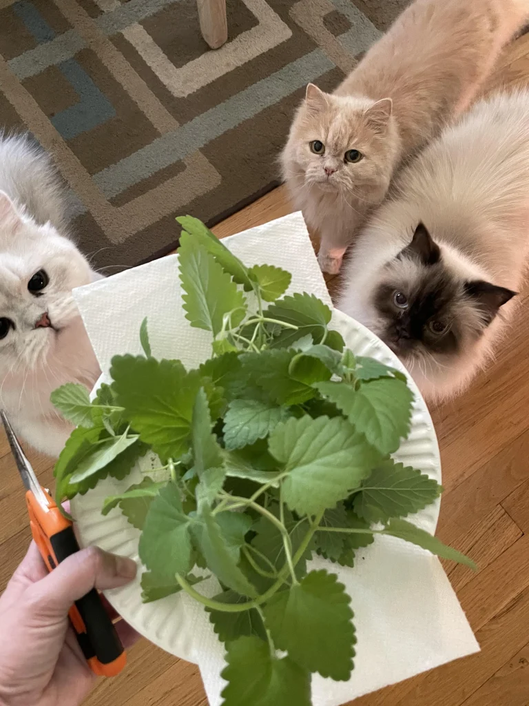 catnip