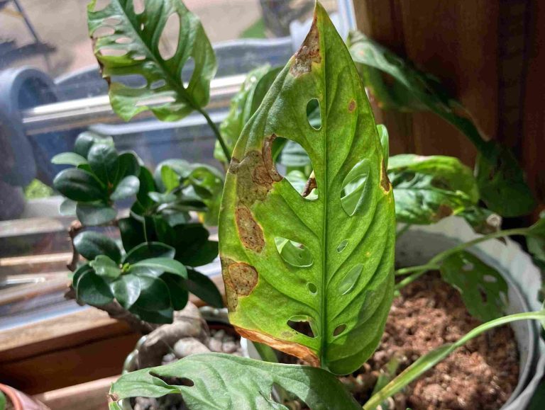 brown-spots-on-all-my-plants