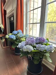 hydrangea