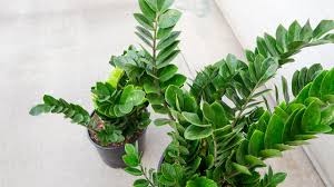 ZZ Plant