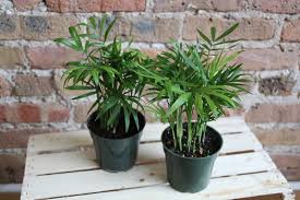 Parlour Palm