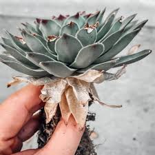 Dry, Shriveled Leaves