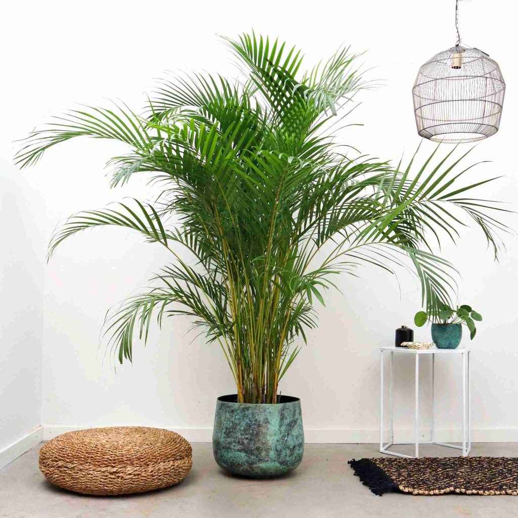 Areca Palm