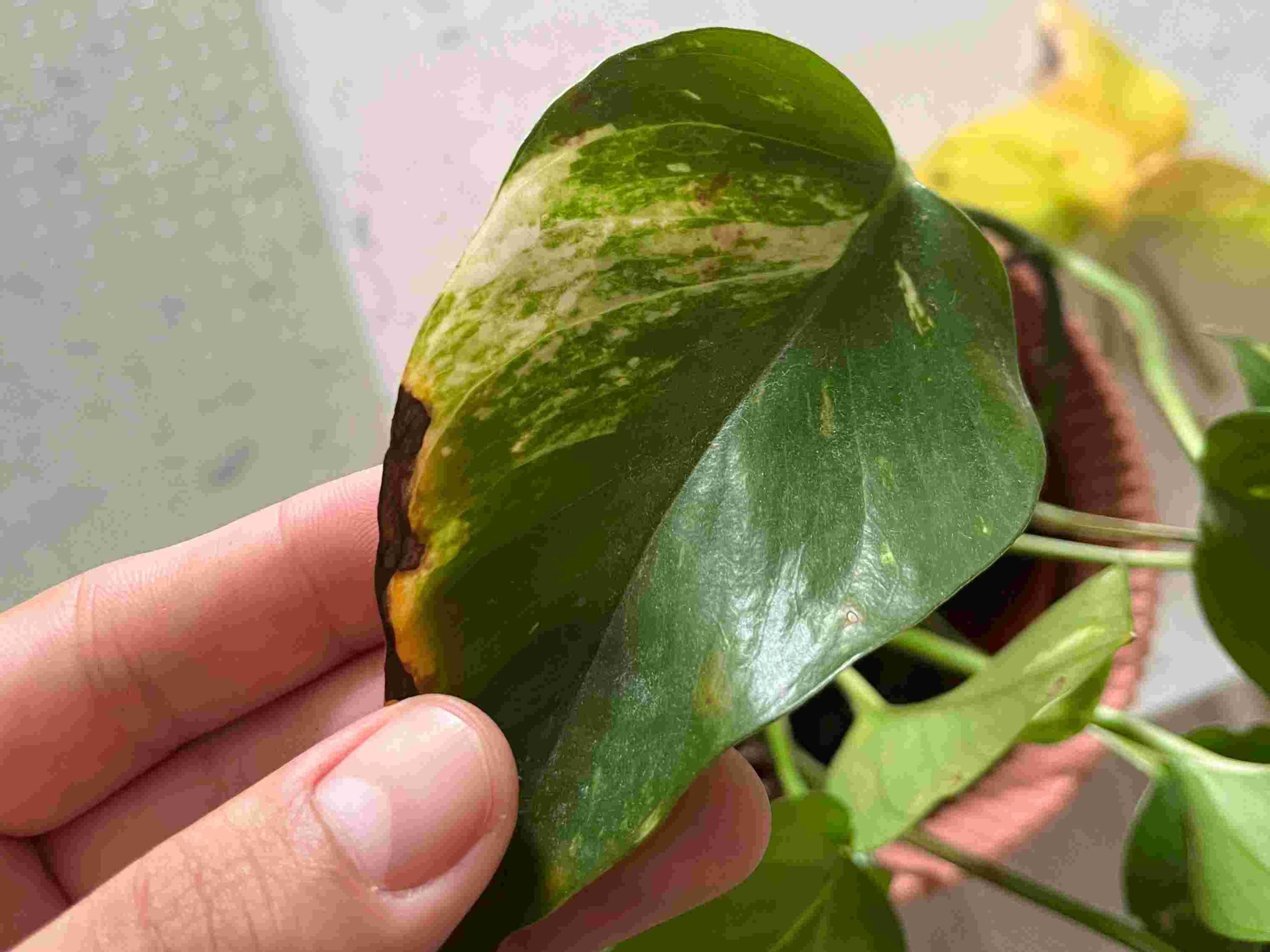 brown spot