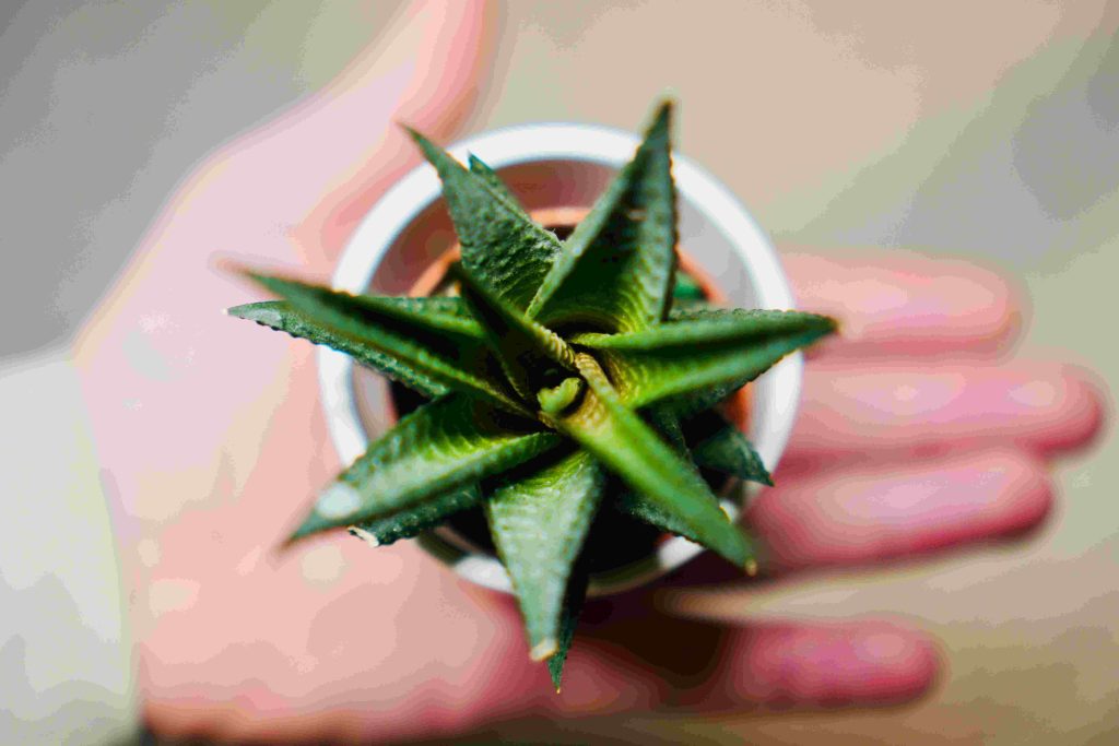 aloe vera