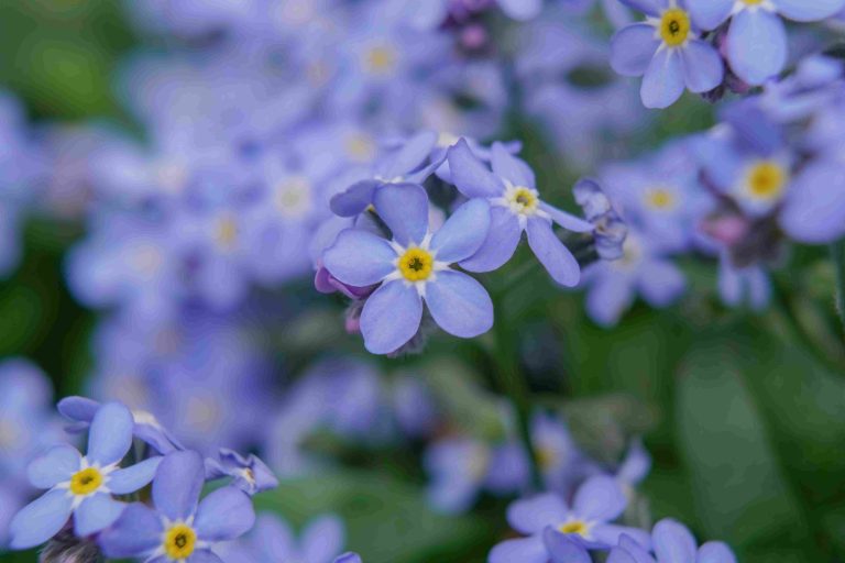 Forget me not