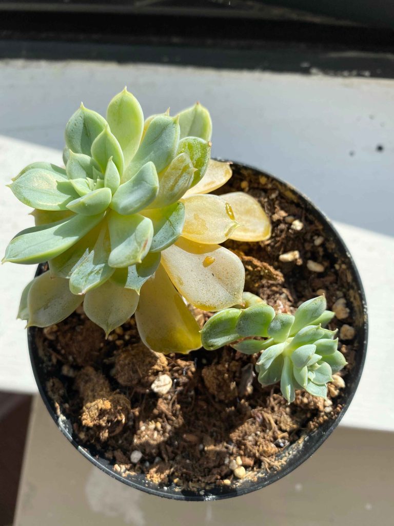 Why are my succulents turning yellow?