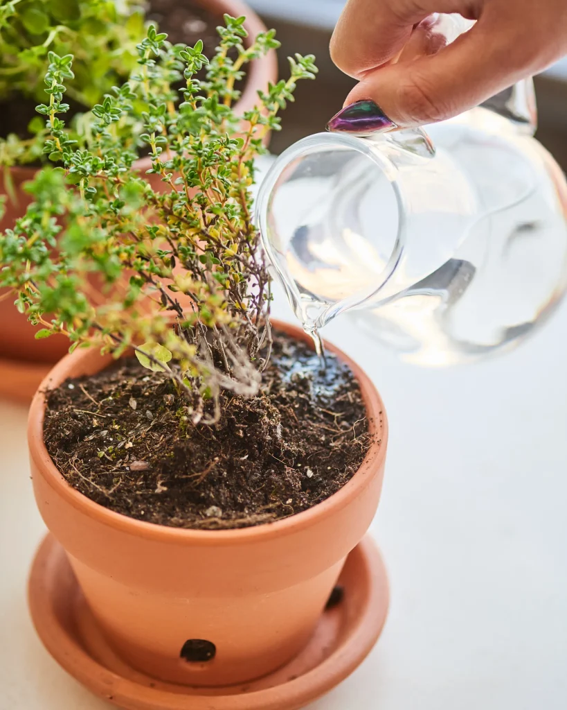 watering thyme
