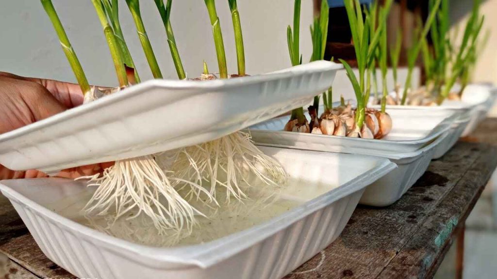 Can you grow garlic hydroponically?