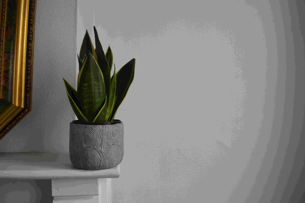 snake Plant