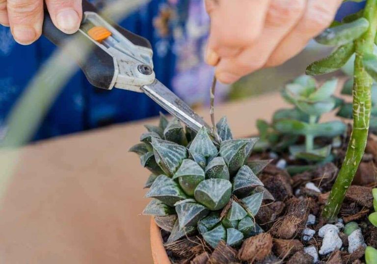 Prunning Succulents