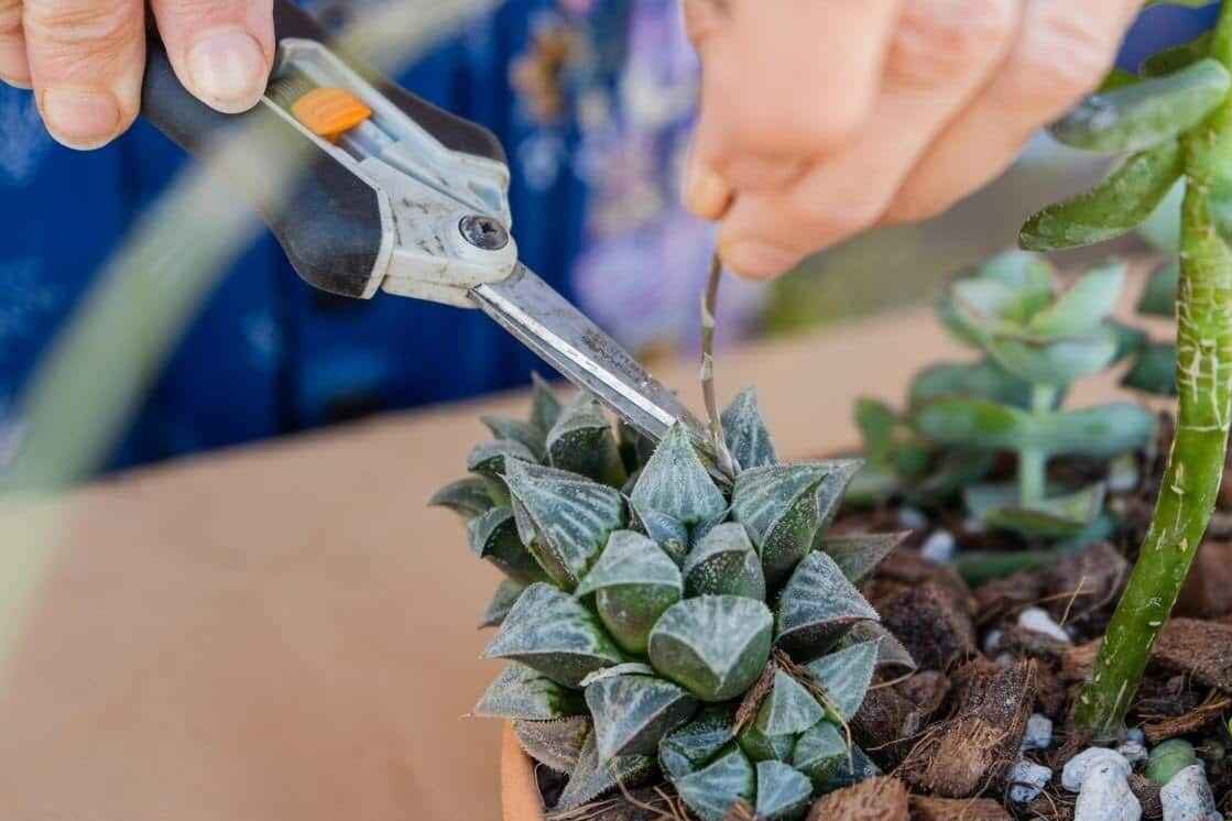 Prunning Succulents