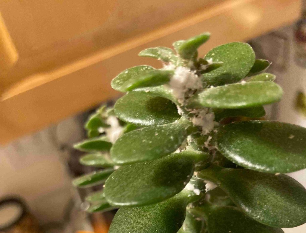 Leaves with Spots or Webbing