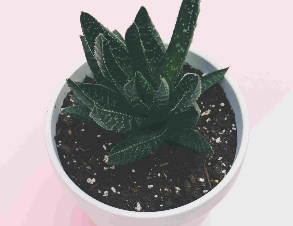 what soil is best for succulents?