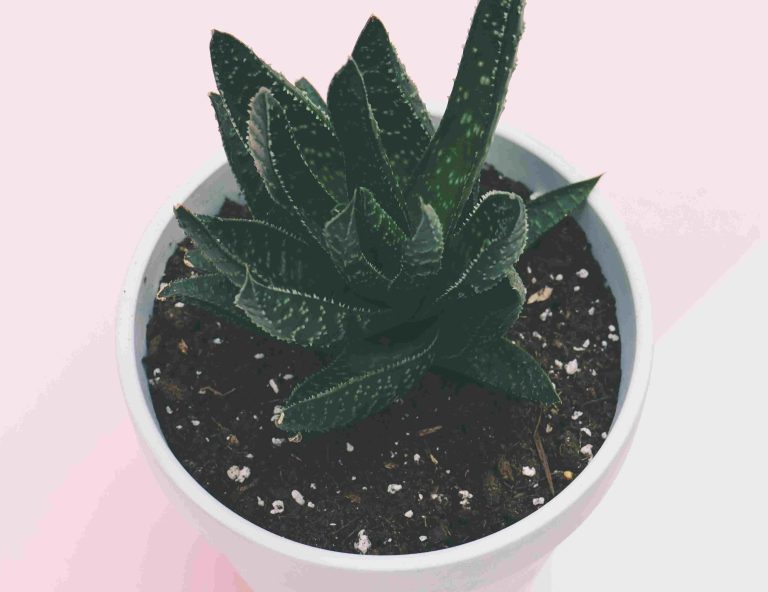 what soil is best for succulents?