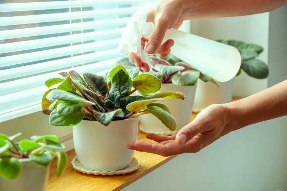 how to prevent pest on indoor plants