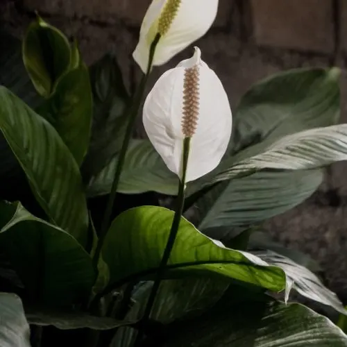 Peace Lily