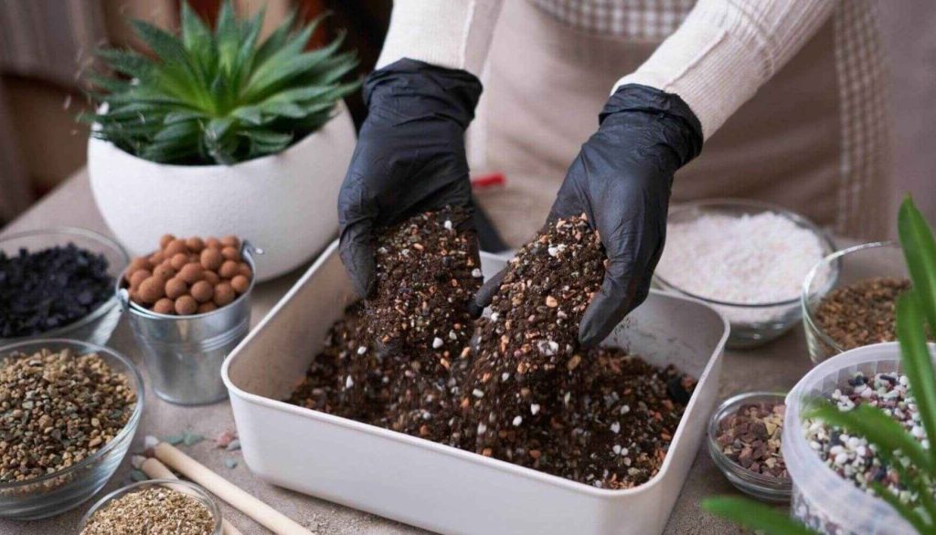 best soil sor succulents