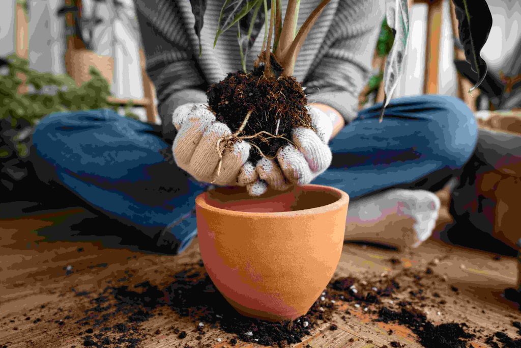 repotting