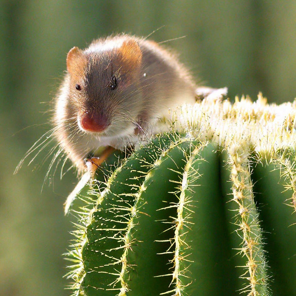 Do mice eat cactus?