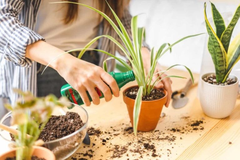 Natural fertilizer for indoor plants