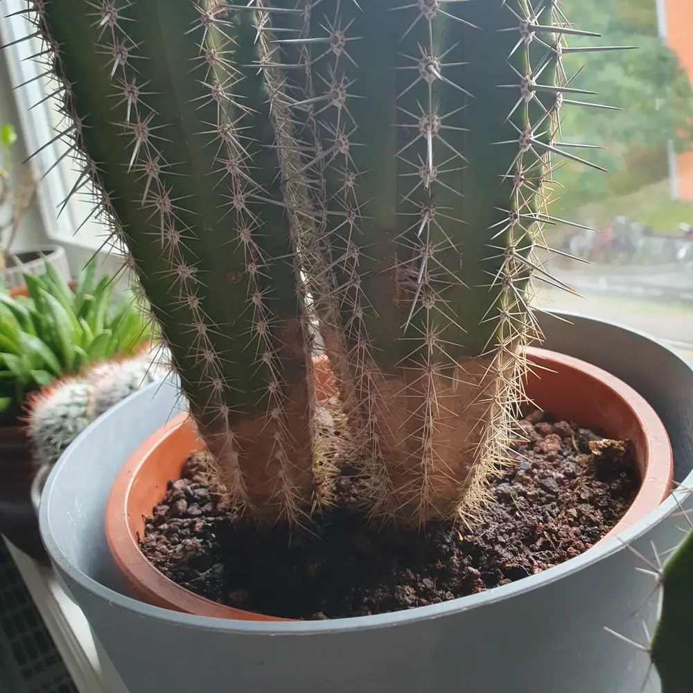 Saguaro Cactus