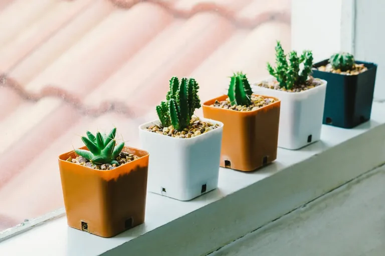 does cactus plant need sunlight